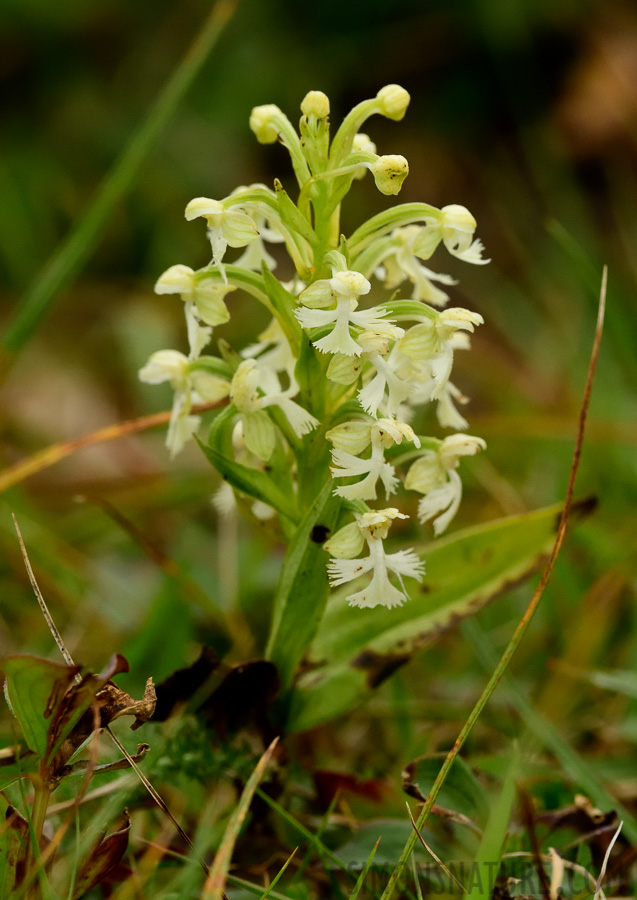 Platanthera lacera [400 mm, 1/2500 sec at f / 9.0, ISO 1600]